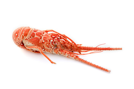 langouste