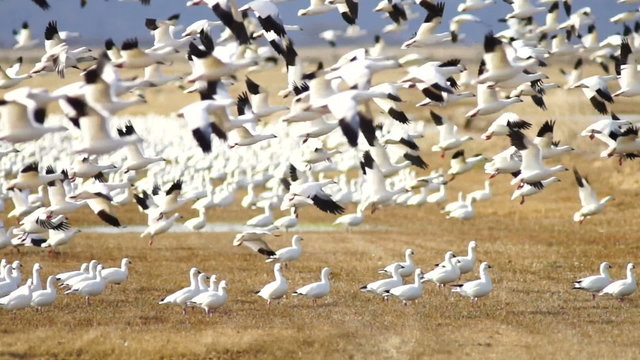 Snow Geese all the sudden decide it's time to relocate