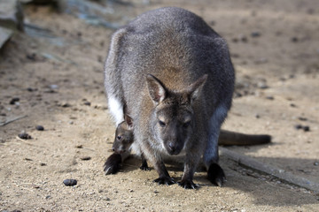 female with young in a pouch, Bennett's wallaby, Macropus rufogriseus