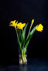 Yellow daffodils on black background