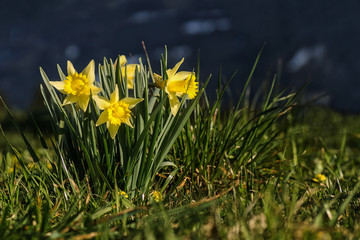 daffodil, Narzissen