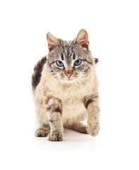 Fototapeta premium Grey cat.