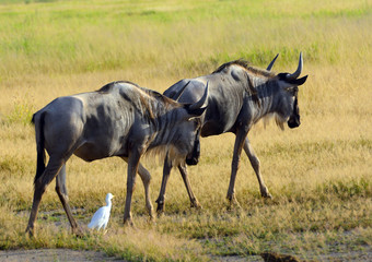 Obraz na płótnie Canvas Blue wildebeests, Amboseli National Park, Kenya