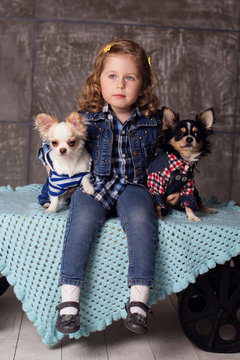 Little girl is sitting with chuhuahua dogs