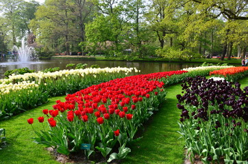 Fototapeta na wymiar Colorful flowers and blossom in dutch spring garden Keukenhof which is the world's largest flower garden.