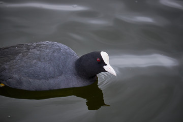 Black coot with a ruby red eye swimming around in green gray lake water in Denmark
