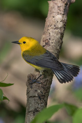 Prothonotary Warbler