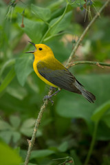 Obraz premium Prothonotary Warbler