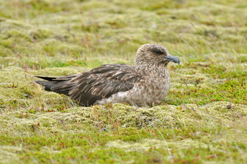 Grand labbe, Islande