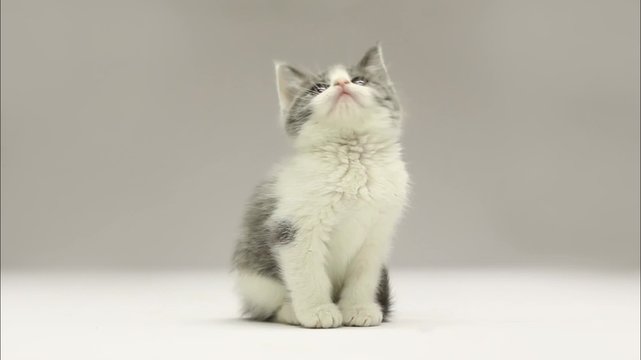 Adorable kitten sitting and looking around