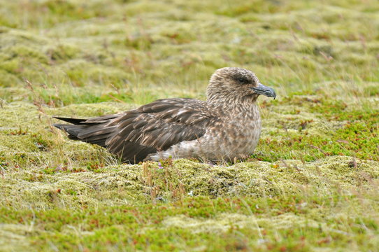 Labbe Bilder Durchsuchen 107 Archivfotos, und Videos