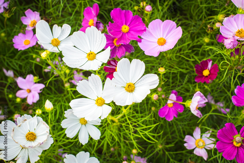 Wall mural closeup on cosmos flowers.beautiful flowers in the garden.