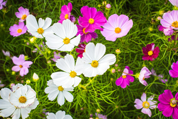Closeup on cosmos flowers.Beautiful flowers in the garden.