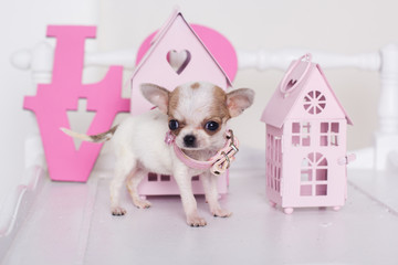 Chihuahua spotty puppy near pink paper houses 