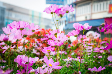 Fototapeta premium Closeup on cosmos flowers.Beautiful flowers in the garden.