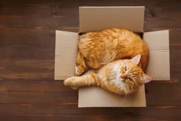 Photo sur Plexiglas Chat Ginger cat lies in box on wooden background. Fluffy pet is going to sleep there. 