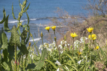 Obraz premium Primavera sul mare (Livorno).