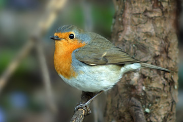Fototapeta premium Robin, Rotkehlchen