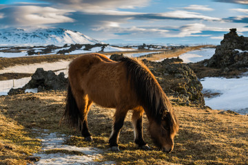 Icelandic Horse grazing in paddock