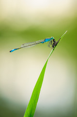 Beautiful cute dragonfly Ischnura elegans – Blue-tailed Damselfly - 106733215