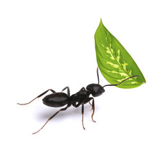 Small ant carrying green leaf, isolated on white.