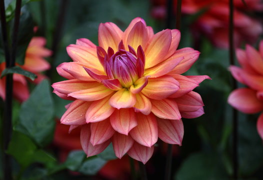 Fototapeta A beautiful pink yellow purple colored dahlia flower in a green natural environment