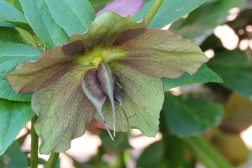 Hellebore - Helleborus