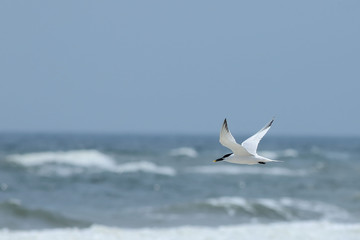 One Royal Tern flying over ocean waves