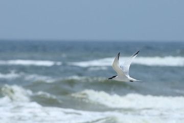 Fototapeta na wymiar One Royal Tern flying over ocean waves