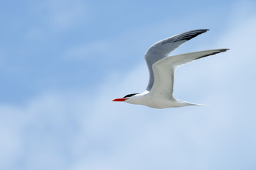Obraz premium One Royal Tern flying with a blue sky
