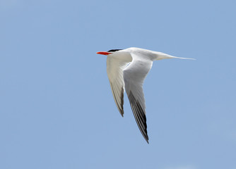 One Royal Tern flying with a blue sky