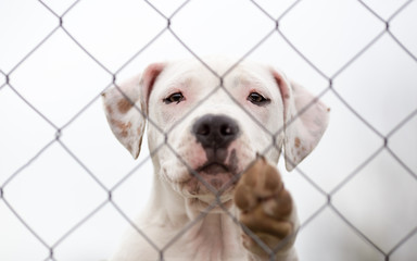 Dog behind the fence portrait