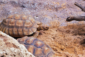 Obraz premium Big turtle