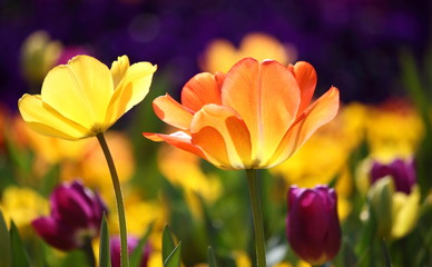 Beautiful multicolored tulips, bright sunny scene with backlight