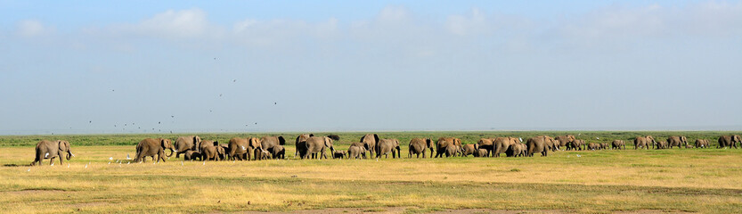 African elephants, Amboseli National Park, Kenya