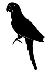 Obraz premium Illustration d'un perroquet - Motif idéal pour un thème pirate