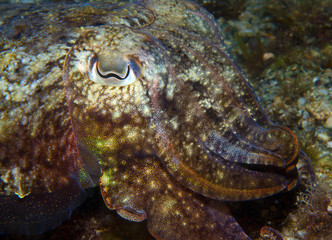 squid hiding to catch small fish