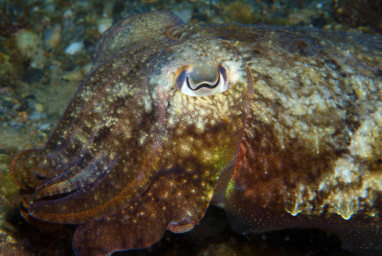 squid hiding to catch small fish