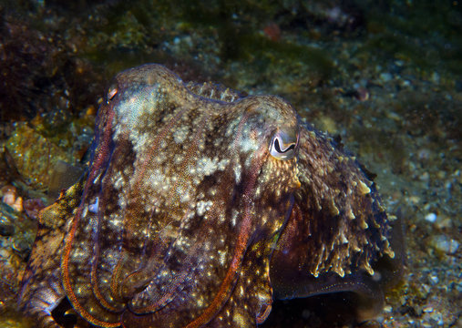 squid hiding to catch small fish