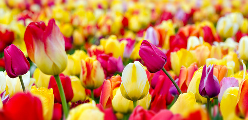 Frühlingserwachen, Freude, Glück: Buntes Tulpenfeld :)