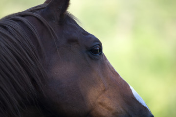 Horses face close up on eye