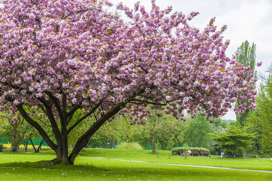 Beautiful sakura tree in the park