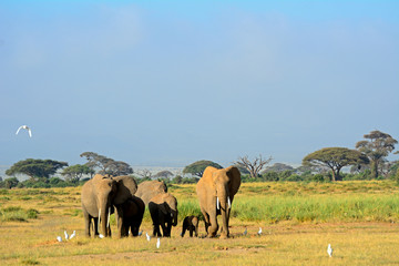 Fototapeta na wymiar African elephants, Amboseli National Park, Kenya