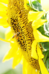 花粉玉を抱えるミツバチ