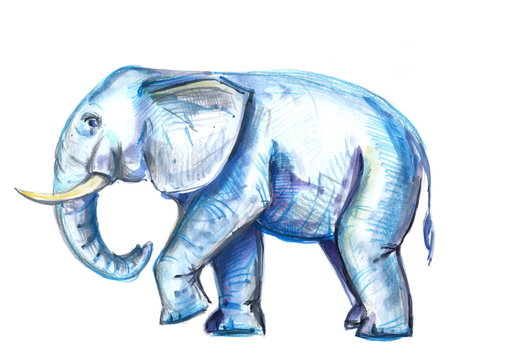 hand painted watercolor elephant. watercolor illustration