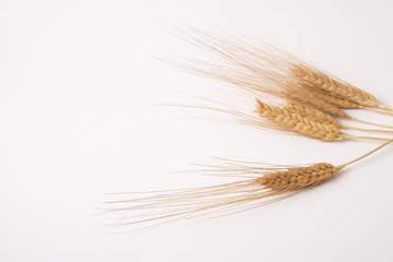 Fototapeta premium wheat spike background