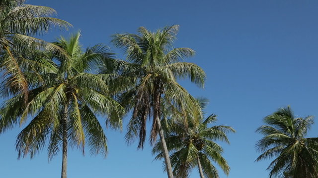 Palm trees wave in wind on tropical island, Isle of Pines, New Caledonia