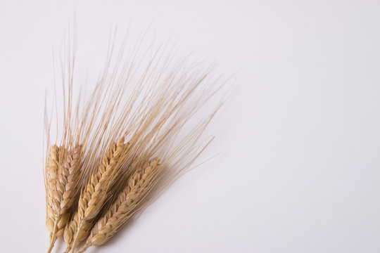 wheat spike stack background © Memed ÖZASLAN