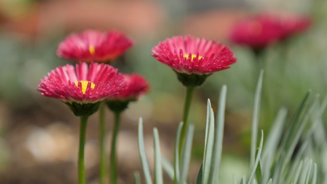 Bellis perennis flower in the garden 4K 2160p UltraHD footage - Pink daisy plants decorative plant outdoor natural 4K 3840X2160 UHD video 