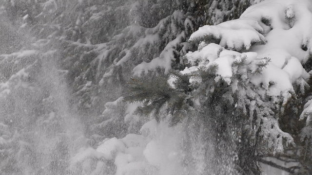 man beats on snow-covered branch. Snow Covered Pine Tree Branches